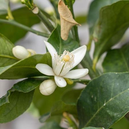 קסטיליונה דלה סטיביירה Agriturismo Pozzo Fiorito מראה חיצוני תמונה