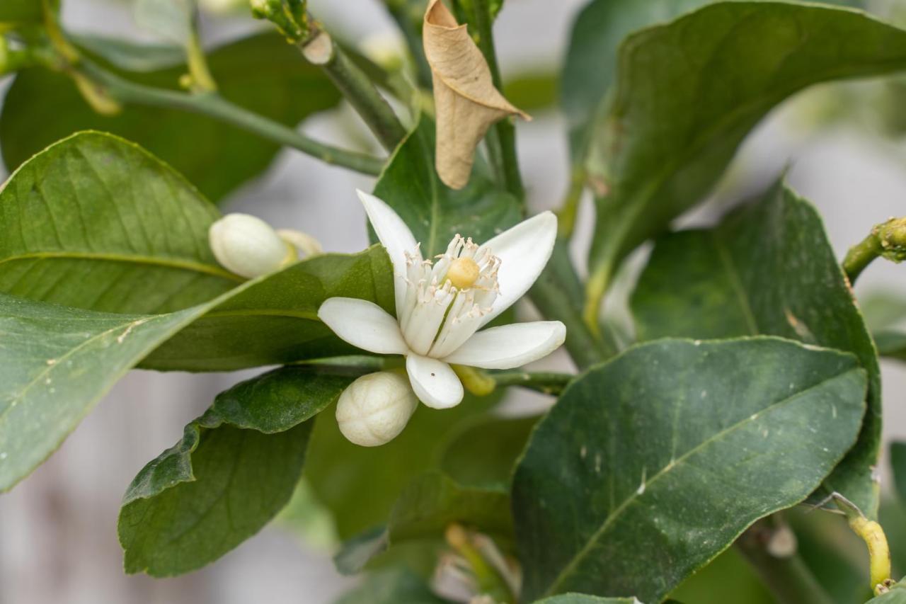 קסטיליונה דלה סטיביירה Agriturismo Pozzo Fiorito מראה חיצוני תמונה