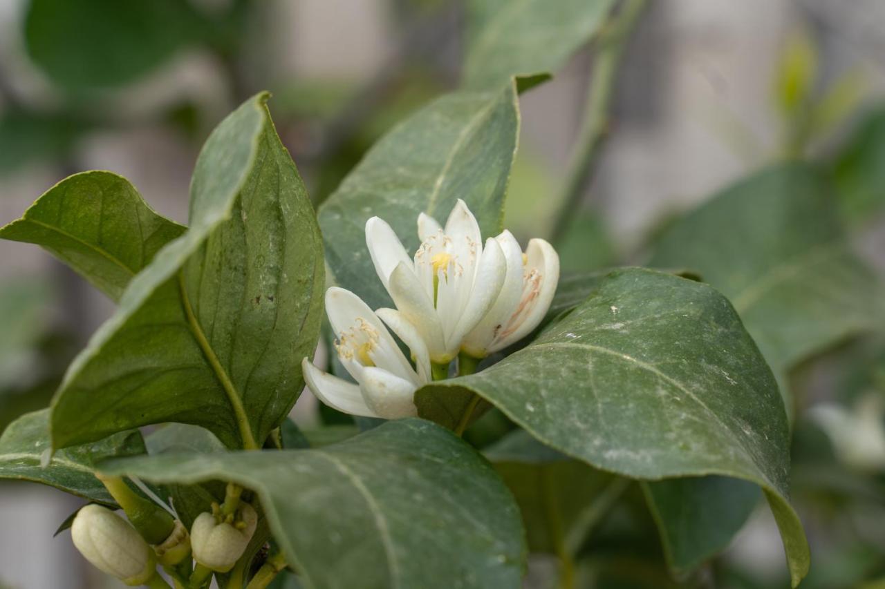קסטיליונה דלה סטיביירה Agriturismo Pozzo Fiorito מראה חיצוני תמונה