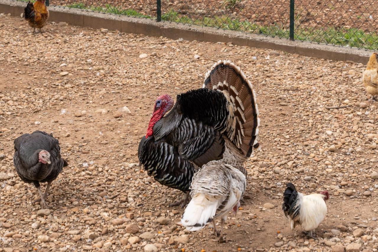 קסטיליונה דלה סטיביירה Agriturismo Pozzo Fiorito מראה חיצוני תמונה