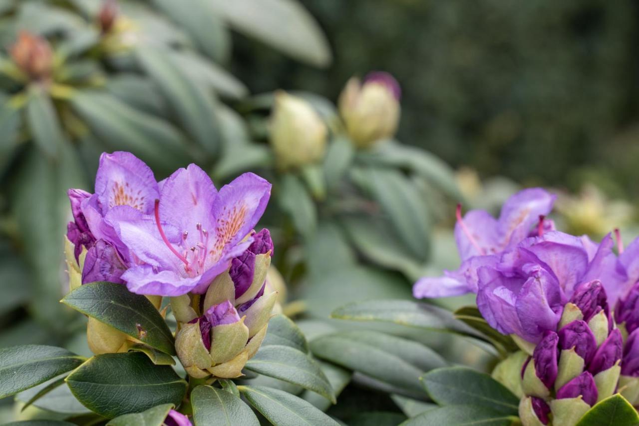 קסטיליונה דלה סטיביירה Agriturismo Pozzo Fiorito מראה חיצוני תמונה