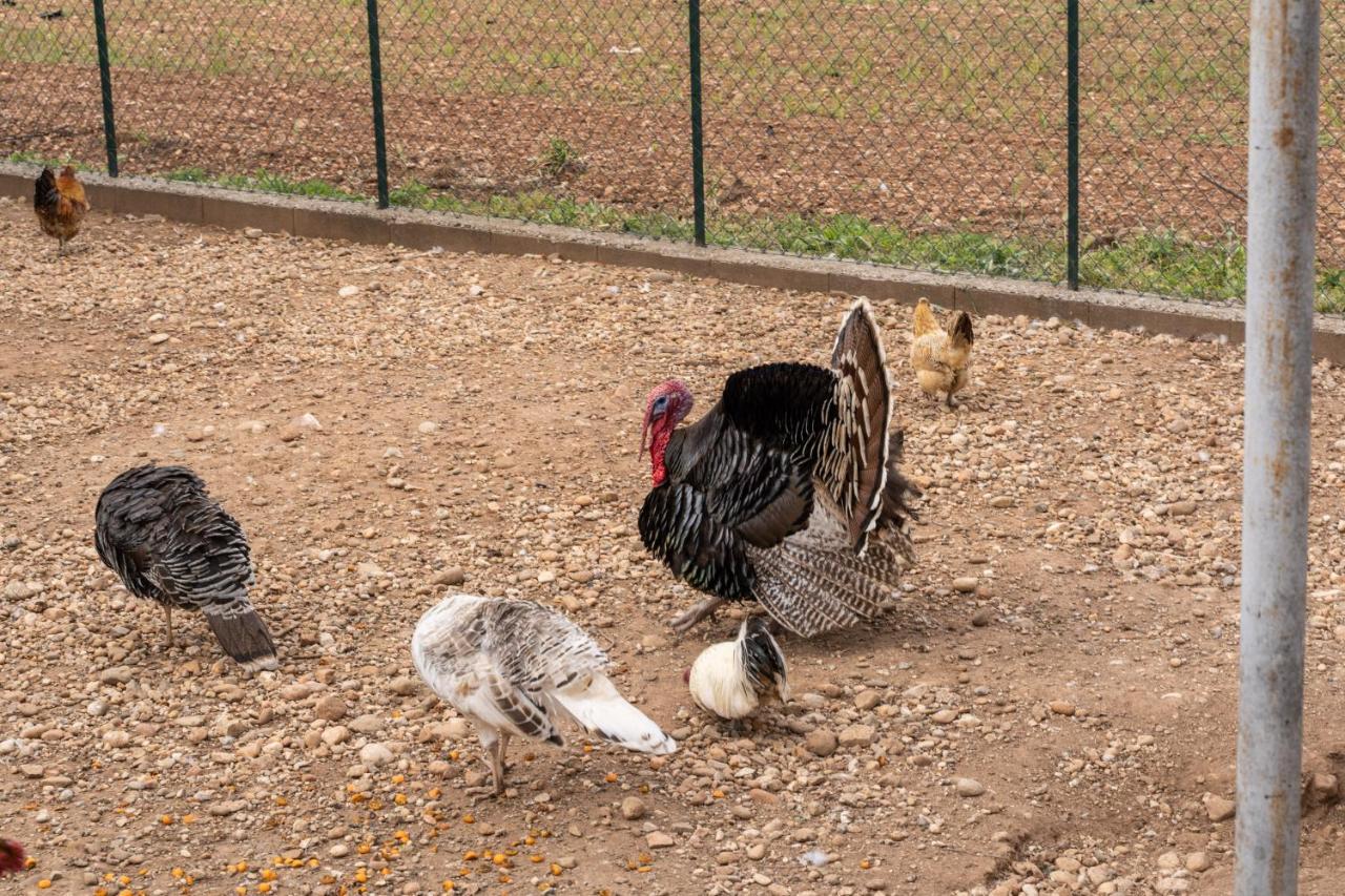 קסטיליונה דלה סטיביירה Agriturismo Pozzo Fiorito מראה חיצוני תמונה