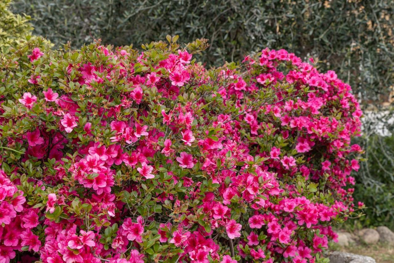 קסטיליונה דלה סטיביירה Agriturismo Pozzo Fiorito מראה חיצוני תמונה