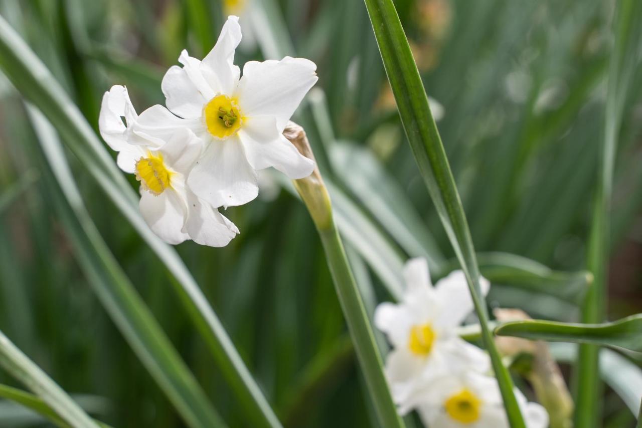 קסטיליונה דלה סטיביירה Agriturismo Pozzo Fiorito מראה חיצוני תמונה