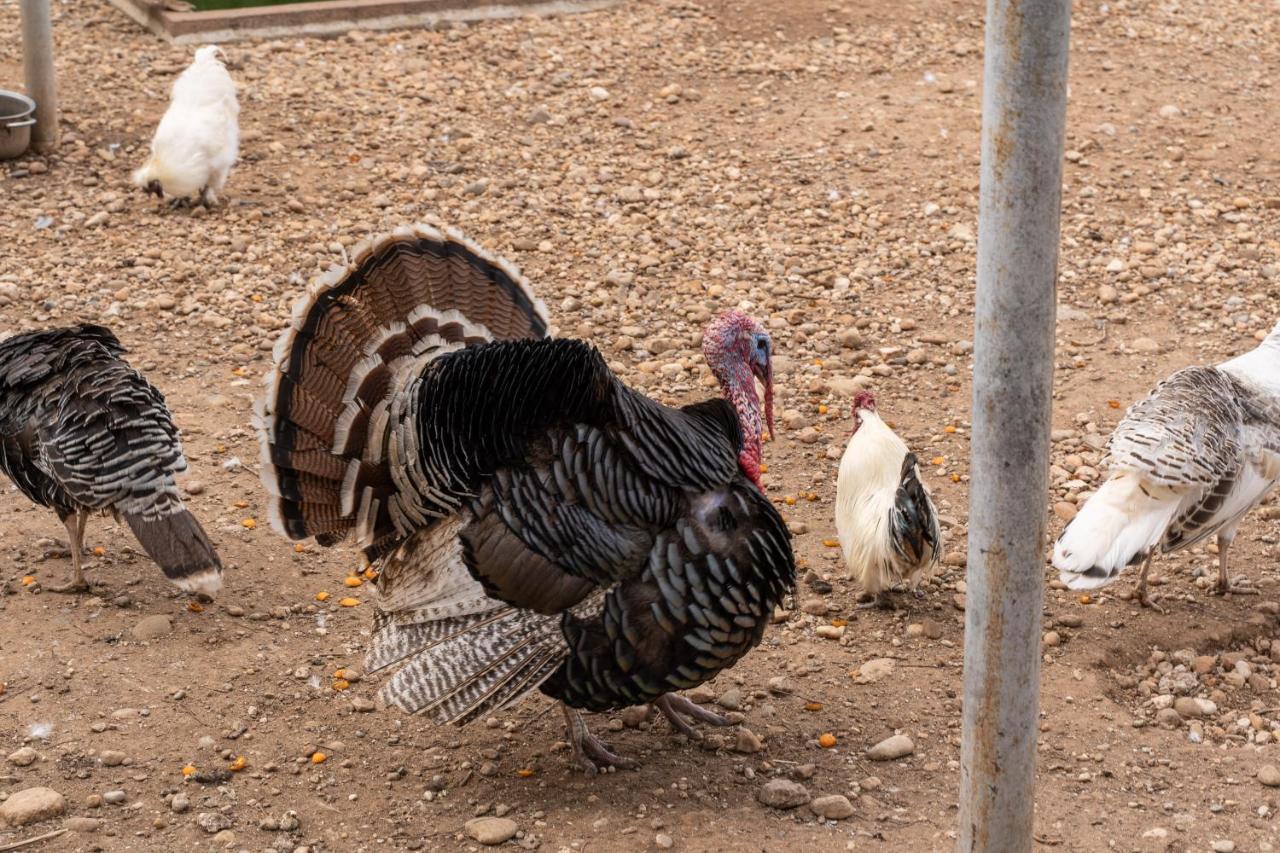 קסטיליונה דלה סטיביירה Agriturismo Pozzo Fiorito מראה חיצוני תמונה