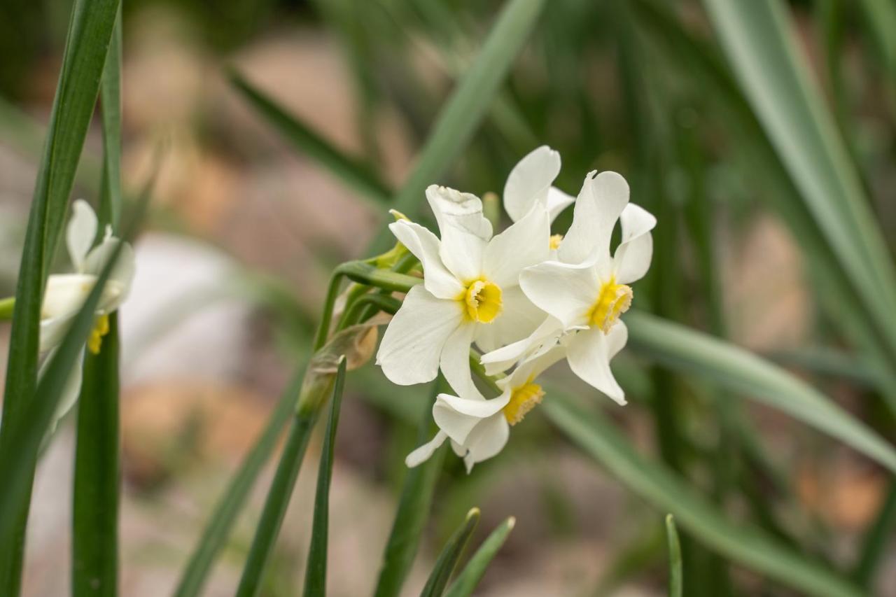 קסטיליונה דלה סטיביירה Agriturismo Pozzo Fiorito מראה חיצוני תמונה