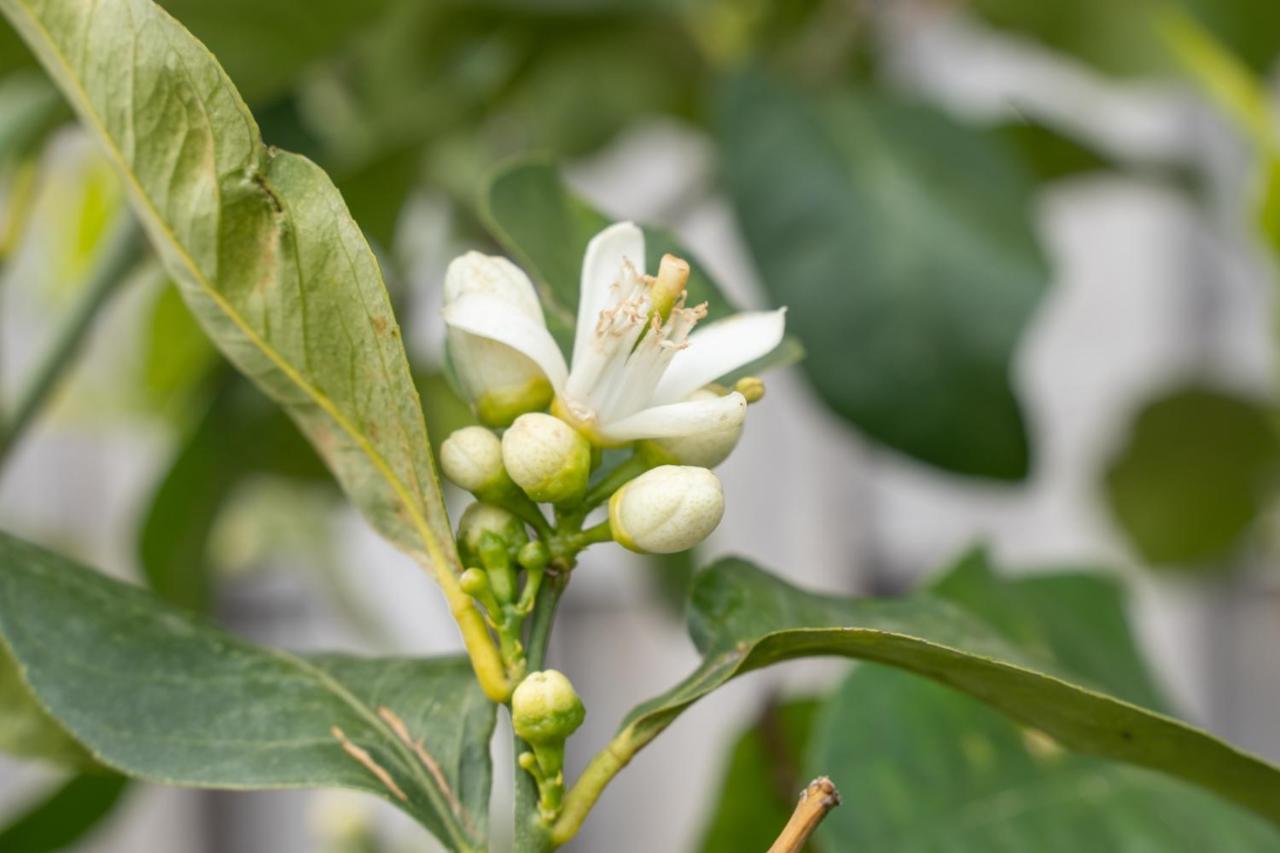 קסטיליונה דלה סטיביירה Agriturismo Pozzo Fiorito מראה חיצוני תמונה