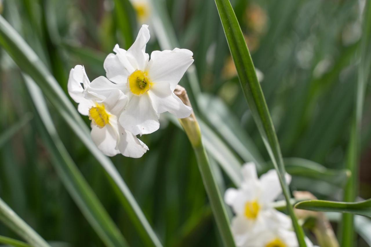 קסטיליונה דלה סטיביירה Agriturismo Pozzo Fiorito מראה חיצוני תמונה