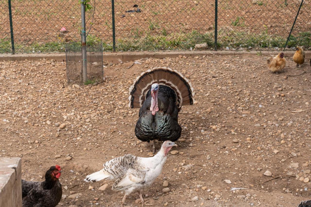 קסטיליונה דלה סטיביירה Agriturismo Pozzo Fiorito מראה חיצוני תמונה